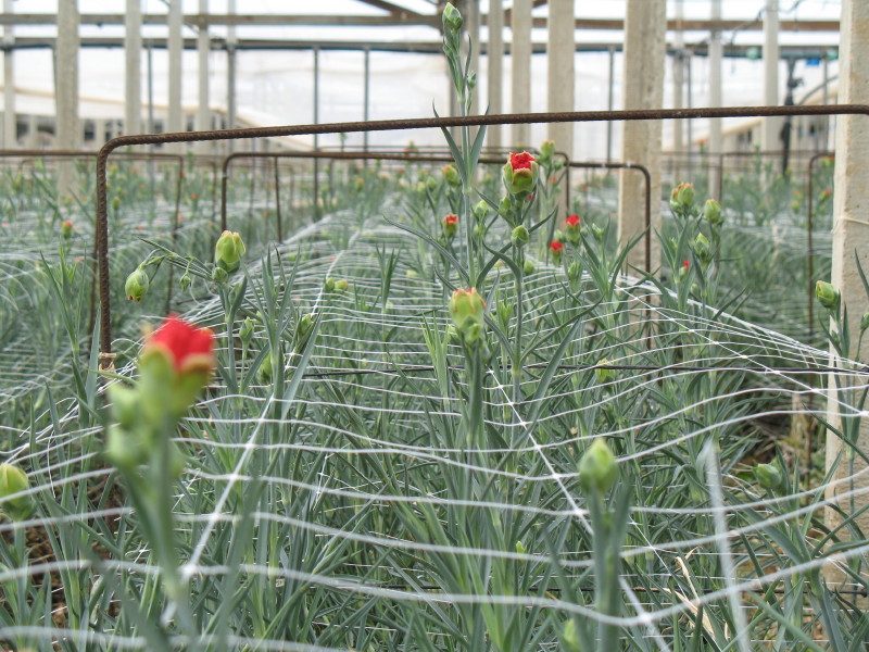 FLORICULTURE AND HORTICULTURE NETS