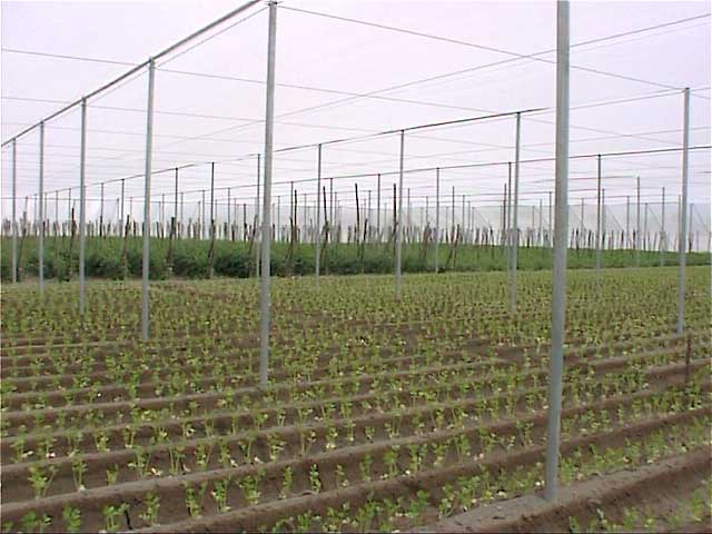 ANTI-APHID NETS