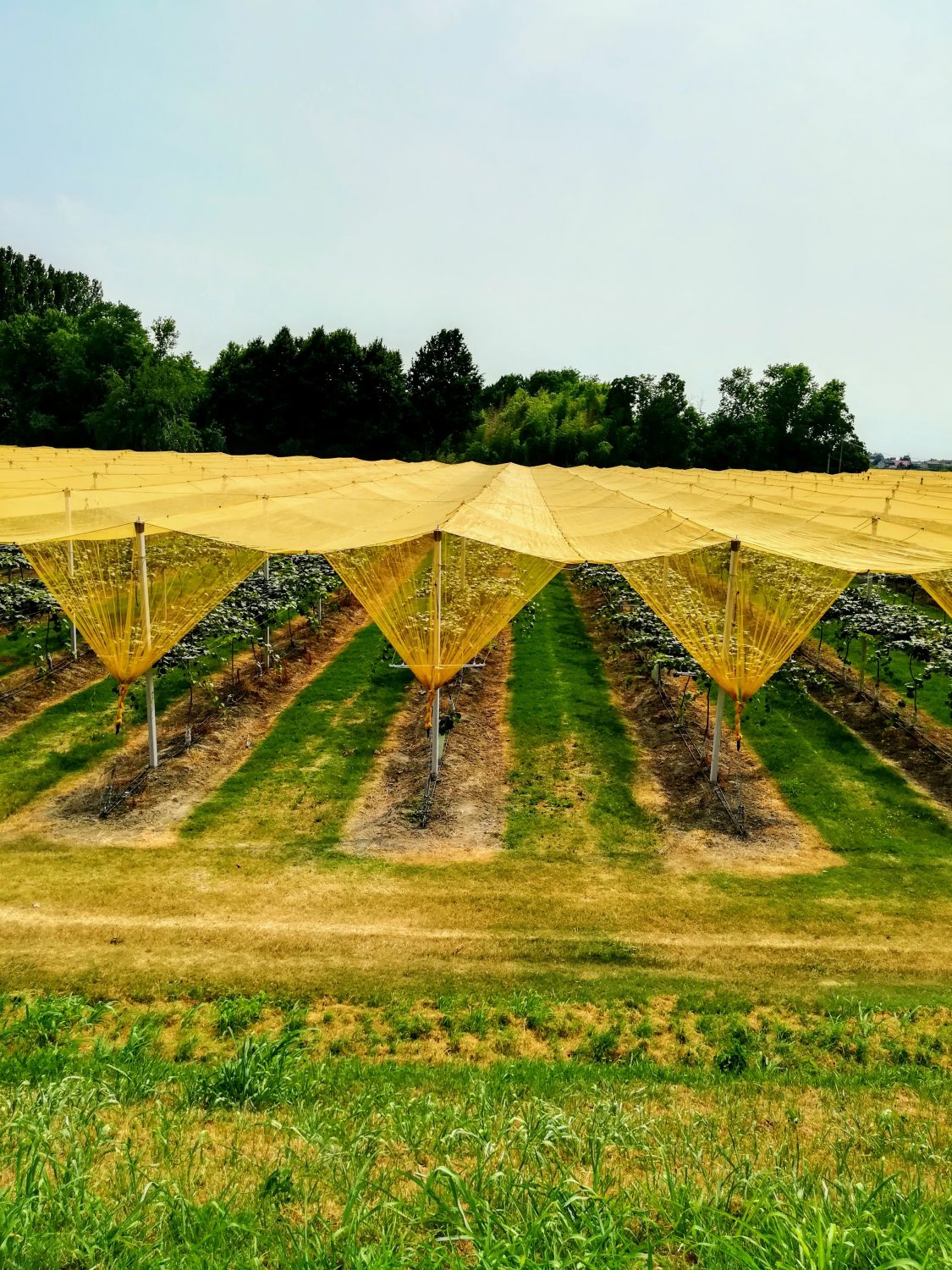 Impianti Antigrandine: tipologie e suggerimenti - Agrintech