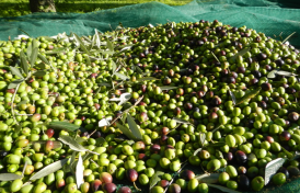 OLIVES AND FRUITS COLLECTION NETS