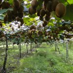 actinidia e cambiamento climatico