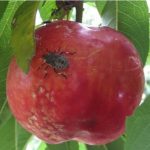 mela danneggiata dalla H.Halyse