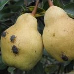 Attacco vorace della cimice ad un albero di pero