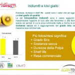 kiwi giallo coperto da Iridium