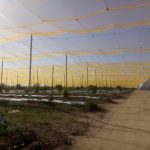 Iridium giallo su avocado